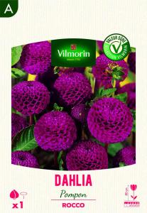 Dahlia pompon Rocco (x1)